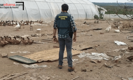 Operación POX: La Guardia Civil desmantela una red de carne ilegal en Madrid   