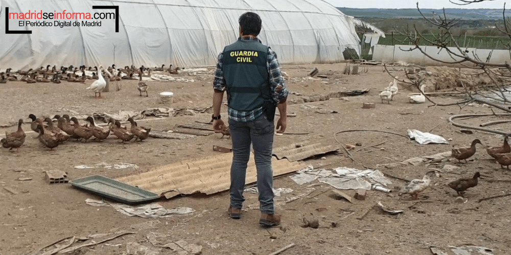 Operación POX: La Guardia Civil desmantela una red de carne ilegal en Madrid   